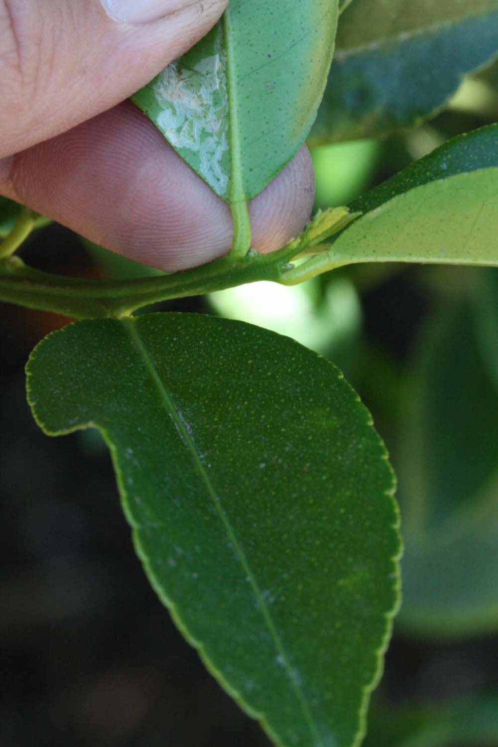              Petiole (Riverside, CA)       